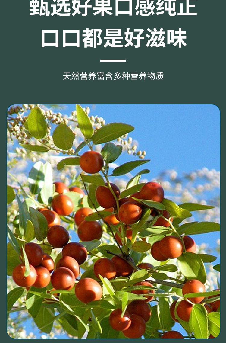 酸枣露详情8.jpg